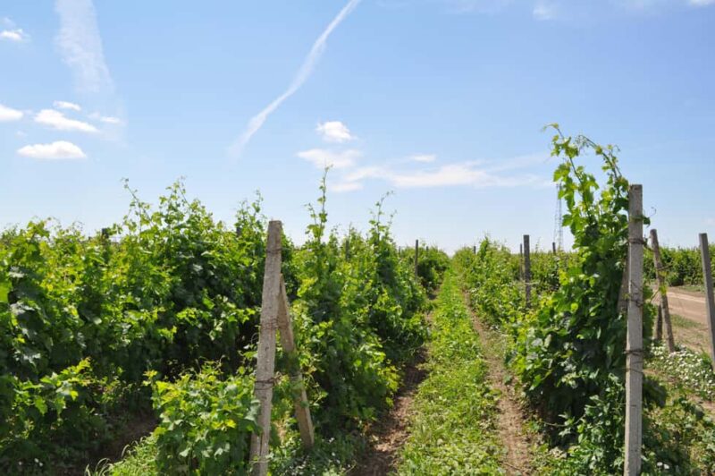 Constana: Ancient Histria Fortress and Local Wine Tasting - Wine Tasting at Crama Histria: Local Flavors and Sommelier Insights