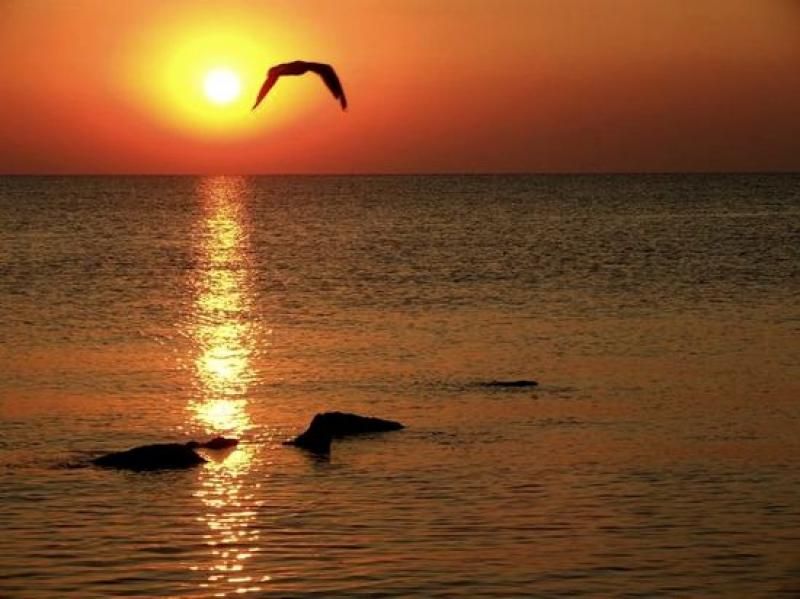 Constanta: Full Day Tour from Bucharest to the Black Sea - Key Points