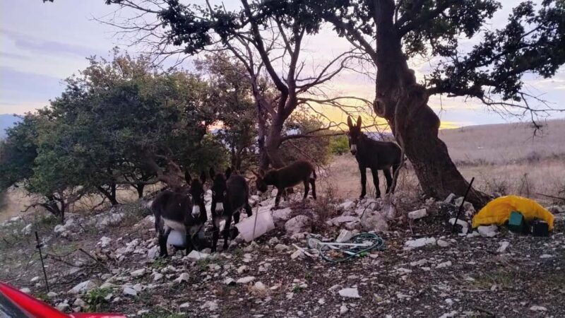 Contessa Entellina: Trekking on the Path of Beauty - Walking Along Ancient Paths in Reclaimed Forests