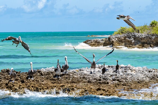 Contoy Island Tour with Untouched Paradise and Beach Day - Final Thoughts on the Contoy Island Tour