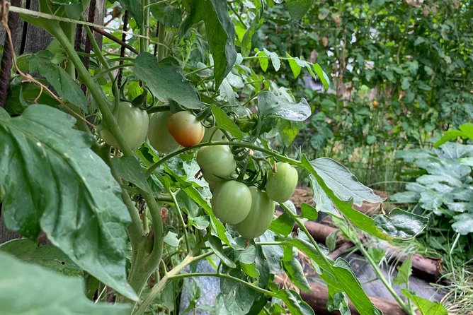 Cook and Eat in a Citrus Grove in Sorrento - Enjoying Your Creations in the Shade