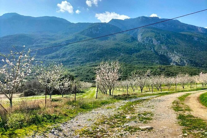 Cooking Class at Alexandras Farm in Ypati Thermal Springs - Key Points