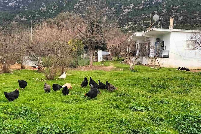 Cooking Class at Alexandras Farm in Ypati Thermal Springs - Tasting Fresh Milk and Traditional Greek Coffee