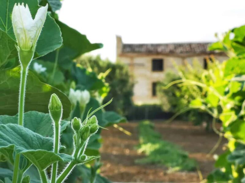 Cooking Class: History and culture of Sicilian pastry making in Alcamo - Comparing Similar Sicilian Experiences