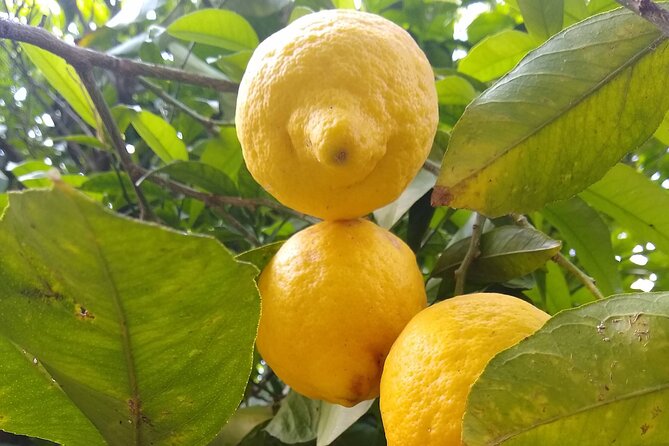 Cooking class in Capri for small groups - What Makes This Capri Cooking Class Unique