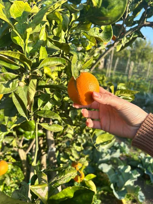 Cooking Class w/Italian Mamma from Pompei! - The Scenic Vesuvius View: A Picture-Perfect Backdrop