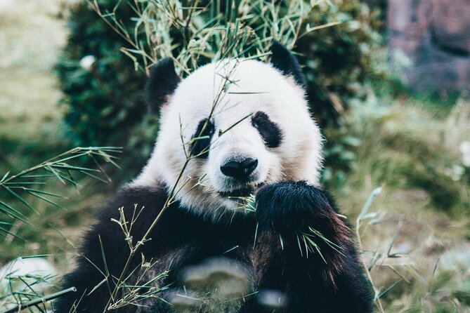 Copenhagen Card DISCOVER 80 attractions and public transport - Transport and Accessibility