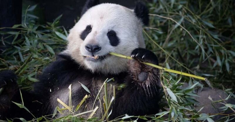 Copenhagen: Copenhagen Zoo Entry Ticket - Easy Access and Practical Entry at Copenhagen Zoo