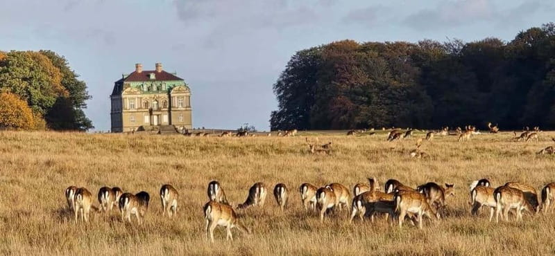 Copenhagen: Guided Tour Deer Park in Klampenborg - Explore the Royal and Natural Beauty of Dyrehaven on a Guided Bike Tour