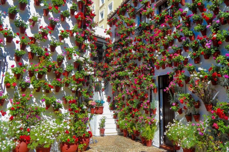 Córdoba: Guided Tour of the Patios - Why This Tour Offers Great Value