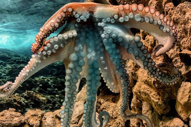 Corfu Aquarium Ticket with Tour Included - Exploring the Reptile House and Marine Exhibits