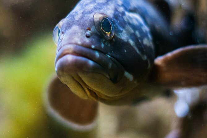 Corfu Aquarium Ticket with Tour Included - Meet the Expert Guide: Knowledge and Personalities