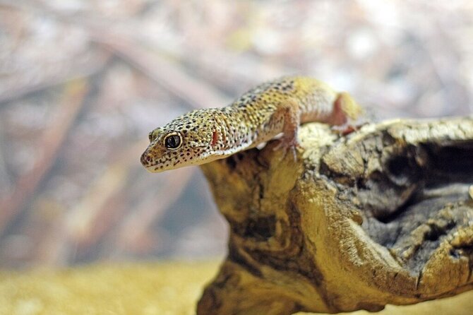 Corfu Aquarium Ticket with Tour Included - Flexibility and Duration: Fitting the Tour into Your Day