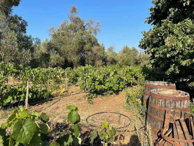 Corfu behind the scenes - A Journey Through South Corfu - Scenic Bus Rides Through South Corfu