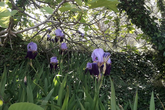 Corfu Countryside Hiking Tour - Corfu Countryside Hiking Tour: Comfortable Transportation & Meeting Point