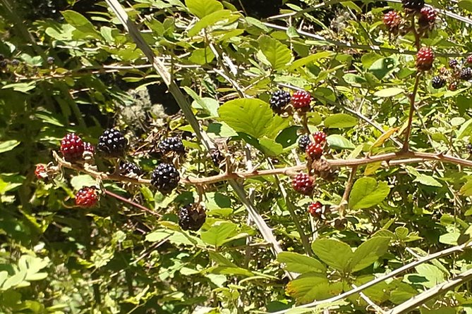 Corfu Countryside Hiking Tour - The Guide Experience: Knowledgeable and Friendly