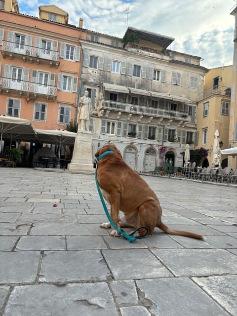Corfu: Dog Sightseeing Tour - Accessibility and Group Size