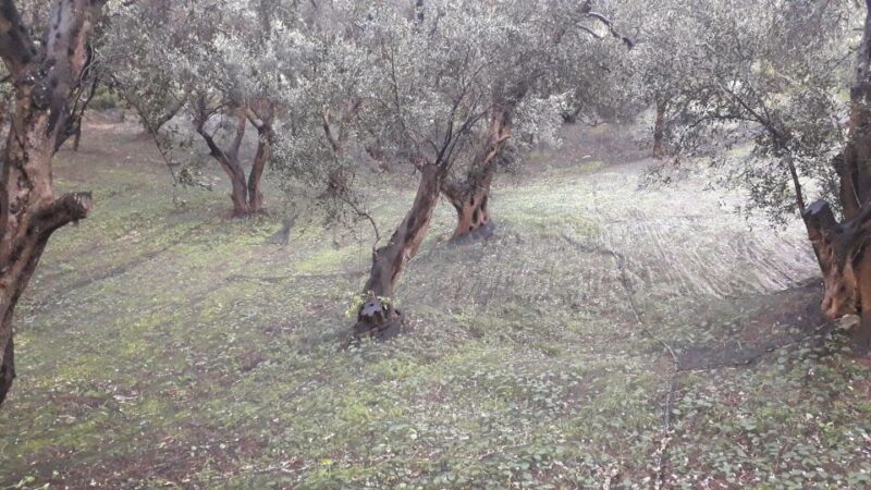 Corfu: Mountain Villages Private Tour - Logistics and Practical Details