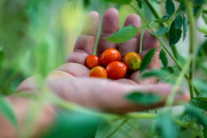Corfu Organic Olive Oil Tasting at Family Farm - Tasting the Award-Winning Olive Oil