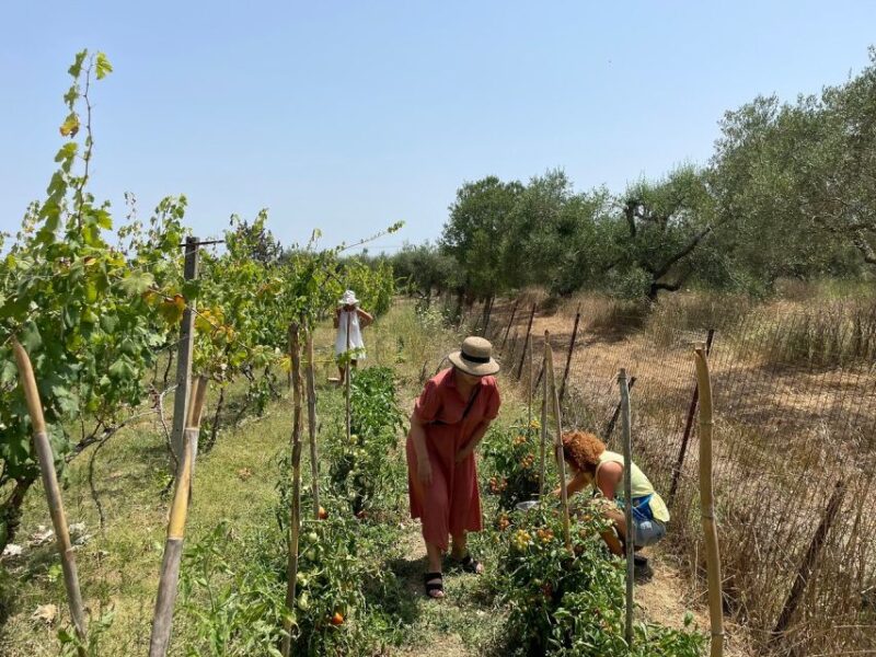 Corfu: Winery Tour and Tasting - Visiting a Family-Owned Vineyard in Corfu