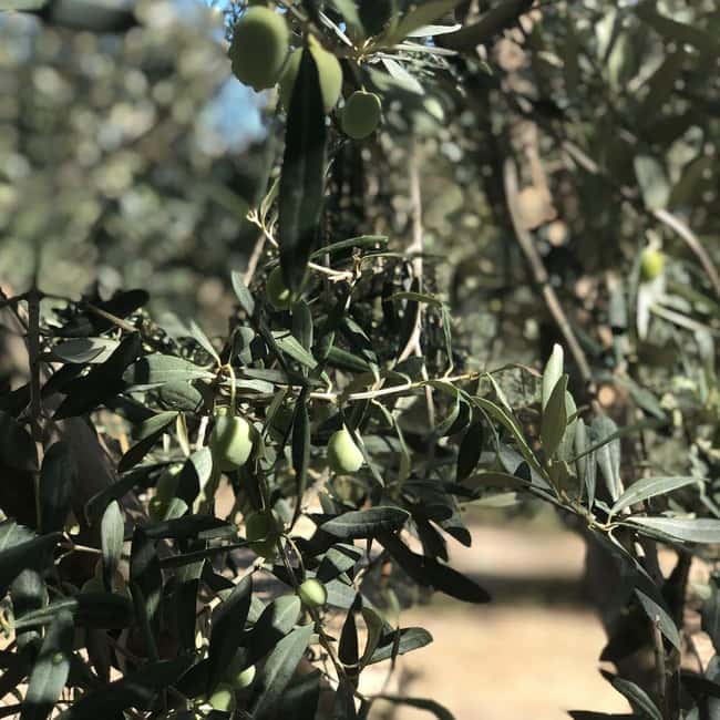 Corinth: Olive Oil Tasting Tour with Transfers - Corinth: Olive Oil Tasting Tour with Transfers Overview
