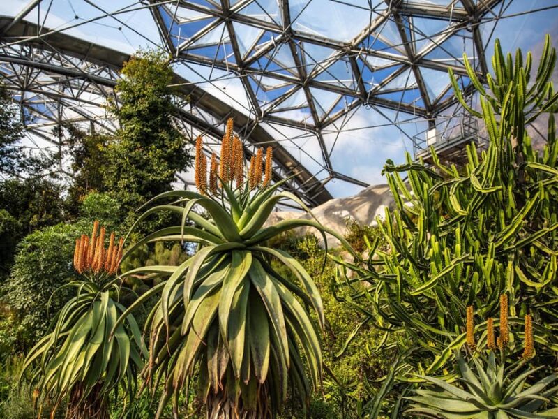 Cornwall: Eden Project Entry Ticket - Food and Refreshments at the Eden Project