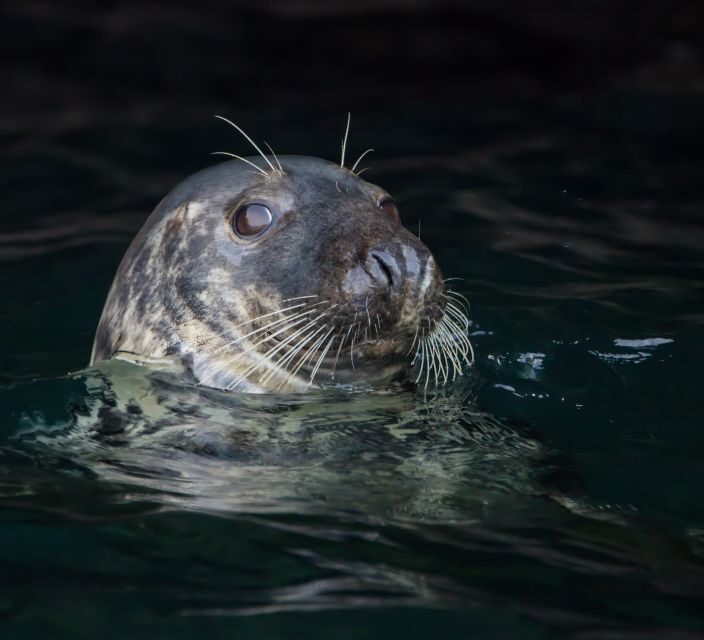 Cornwall: Guided Seal Safari by Boat - Explore Cornwalls Coastline on a Guided Seal Safari by Boat