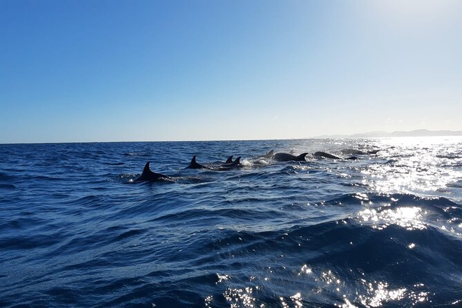 Coronado Island Adventure, snorkeling & picnic on the beach - Environmental Care and Practical Tips