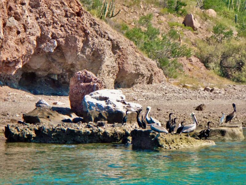 Coronado Island and Snorkel Tour - Kayaking, Wildlife, and Marine Observation Opportunities