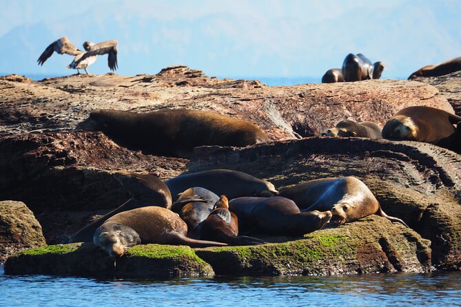 Coronado Island Visit and Sea Lions Swimming - Starting Point and Logistics at Loreto Marina