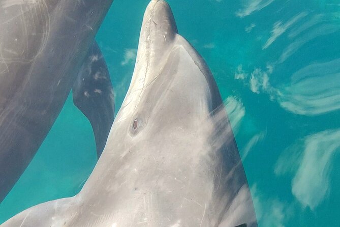 Coronado Island Visit and Sea Lions Swimming - Guide Expertise and Customer Service