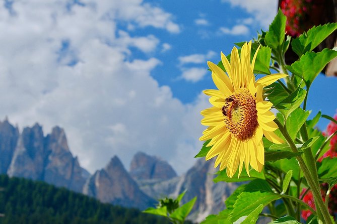 Cortina & Dolomites Small Group full Day tour from Venice - Key Points