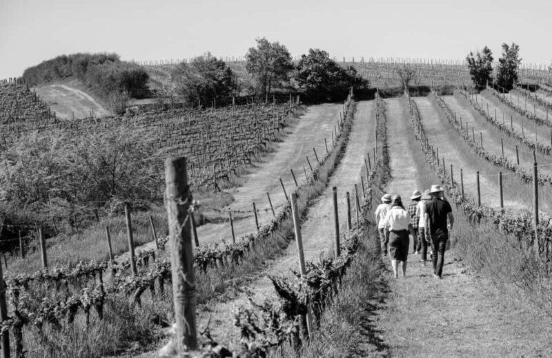 Cortona: Organic wines tasting at Colle Acacia's vineyards - Discover Colle Acacia’s Organic Vineyard Near Cortona
