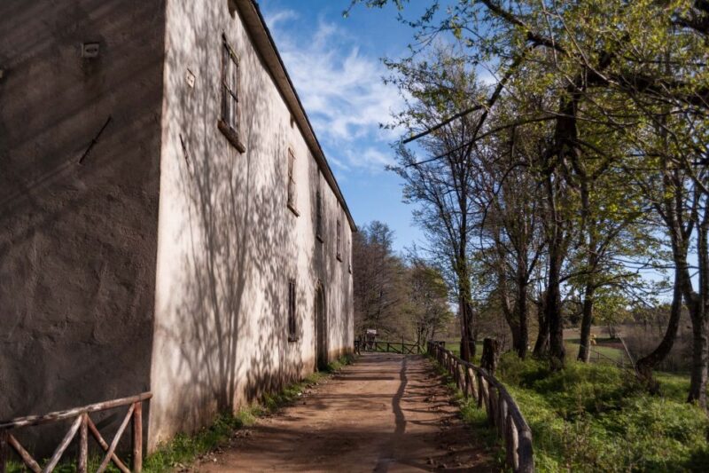 Cosenza: Giants of the Sila - Visiting the Biogenetic Nature Reserve and the Mollo Farmhouse