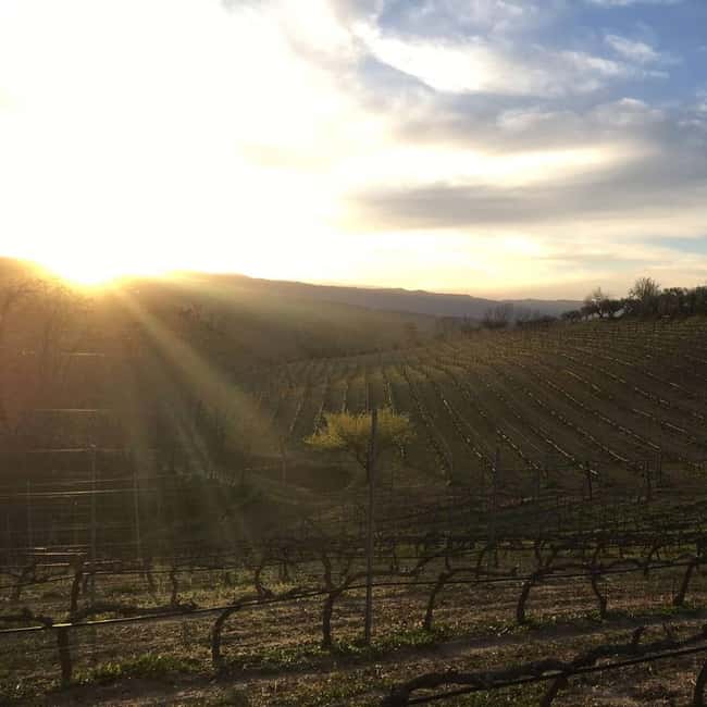 Cosenza: Vineyard Tour with Wine Tasting - Walking Through the Vineyards: Learning About Calabrian Grape Varieties