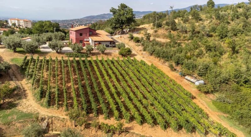Cosenza: Vineyard Tour with Wine Tasting - Inside the Winery: Discovering the Winemaking Process