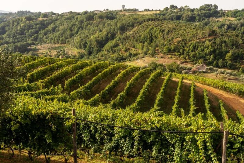 Cosenza: Vineyard Tour with Wine Tasting - Tasting Six Wines Paired with Local Bread and Olive Oil