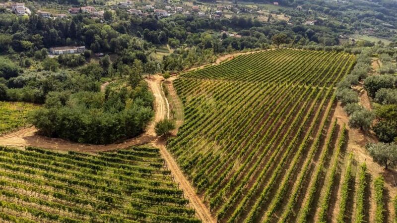 Cosenza: Vineyard Tour with Wine Tasting - Practical Details: Logistics, Accessibility, and Booking