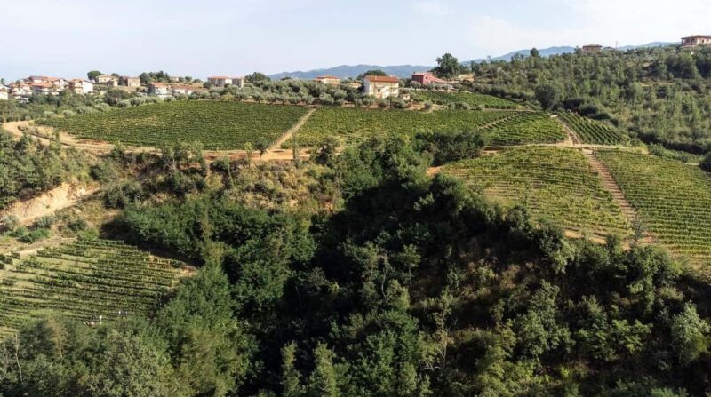 Cosenza: Vineyard Tour with Wine Tasting - Why Choose This Vineyard Tour in Cosenza?