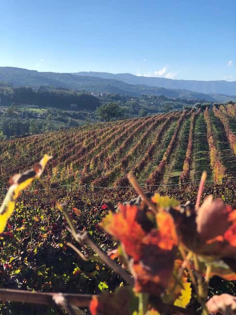 Cosenza: Vineyard Tour with Wine Tasting - Who Will Enjoy This Tour Most?