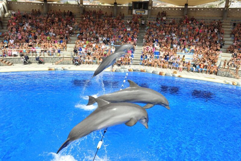 Costa Adeje: Aqualand Water Park Ticket with Dolphin Show - Thrilling Rides and Themed Attractions for All Ages
