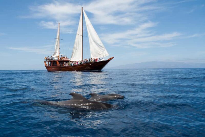 Costa Adeje: Respectful Whale Watching on Wooden Boat & Swim - The Experience of Sailing on a Traditional Wooden Boat