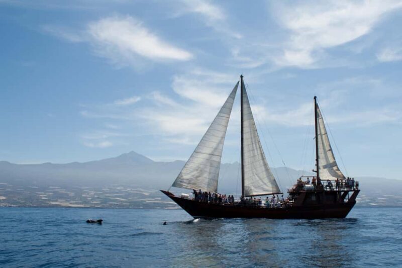 Costa Adeje: Respectful Whale Watching on Wooden Boat & Swim - The Crew: Knowledgeable and Friendly Guides