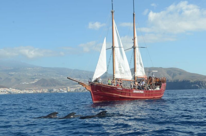 Costa Adeje: Respectful Whale Watching on Wooden Boat & Swim - Pricing and Value for Money