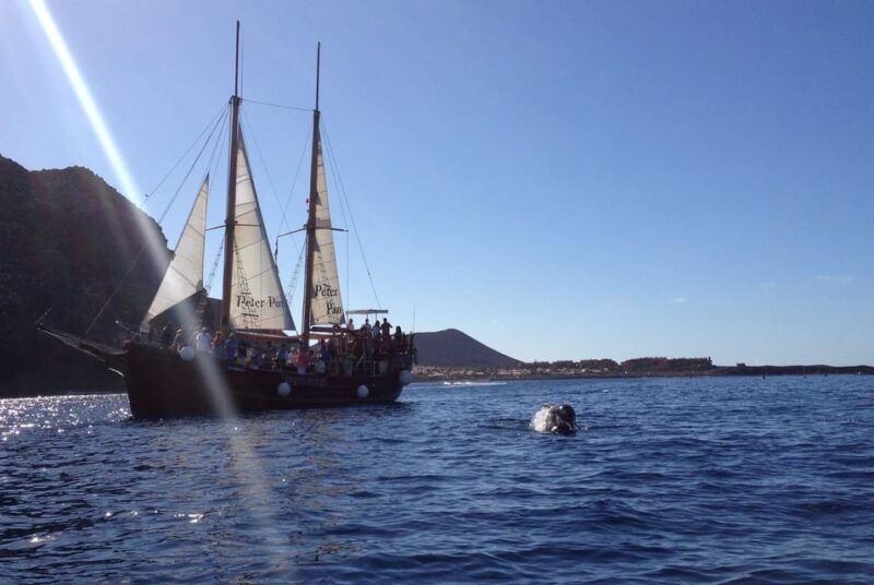 Costa Adeje: Respectful Whale Watching on Wooden Boat & Swim - Pacing and Duration of the Tour