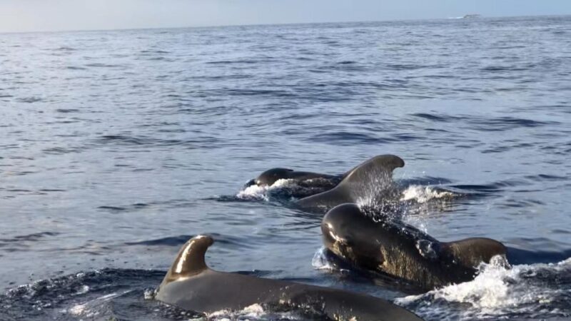 Costa Adeje: Whale and Dolphin Cruise with Food and Pickup - Comfortable Catamaran Experience and Scenic Views