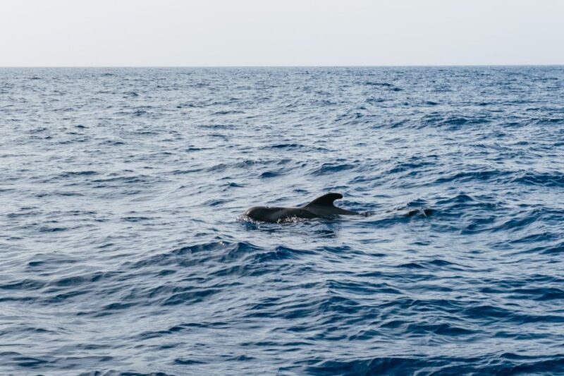 Costa Adeje: Whale & Dolphin Eco-Cruise with Snacks & Drinks - Scenic Views of Tenerife’s Beaches and Mount Teide
