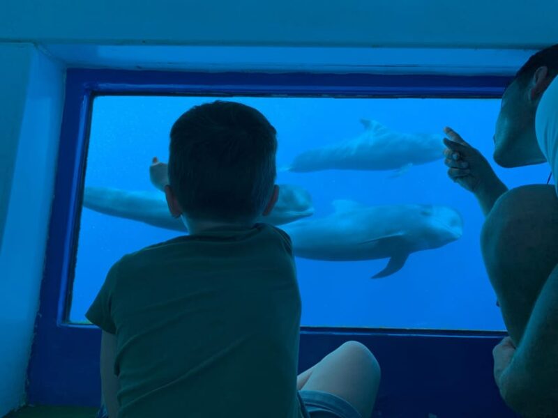 Costa Adeje: Whale & Dolphin Submarine Vision Mini Cruise - Key Points