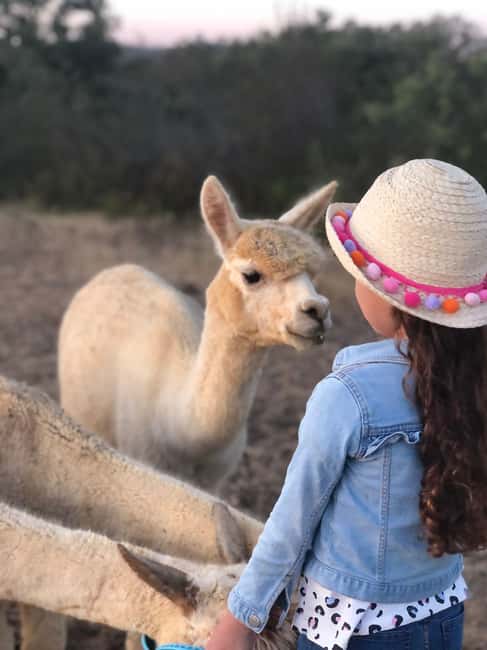 Costa Alentejana: Alpaca Farm Visit and Guided Walk - Meet and Greet the Alpacas at a Scenic Farm in Portugal