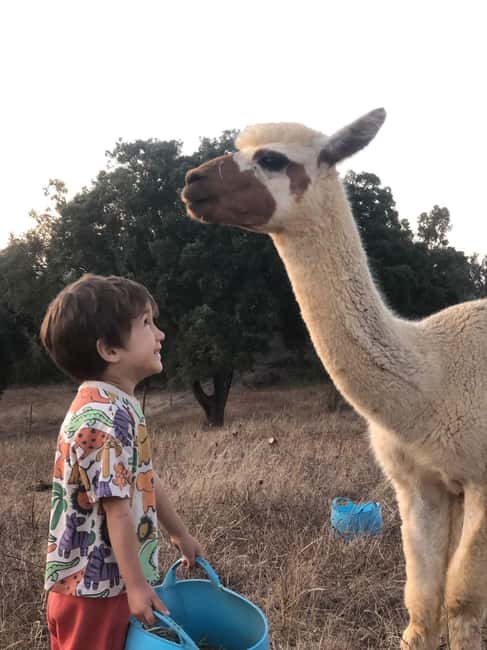 Costa Alentejana: Alpaca Farm Visit and Guided Walk - Practical Details: Meeting Point and Group Size